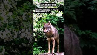 Wolves are capable of running at speeds of up to.....  #shorts #wolves #graywolf