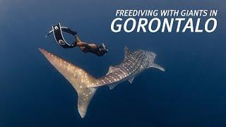 Freediving with Giants in Gorontalo