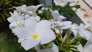 Ronvel Orchids-Farm For Every One , Valsad , Gujarat