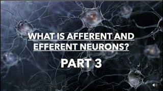 WHAT IS AFFERENT AND EFFERENT NEURON?  - PART 3 OF NERVOUS SYSTEM