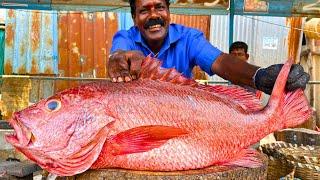 KASIMEDU  SMILE SEKAR | BIG RED SNAPPER FISH CUTTING VIDEO | IN KASIMEDU | FF CUTTING 