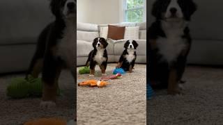 Meet Natalie & Gypsy ️ These two cuties are available! #bernesemountaindog #bernesepuppy