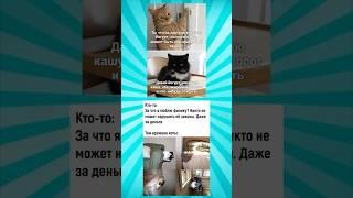 Мемасики про котиков часть 311 #meme #funny #shorts