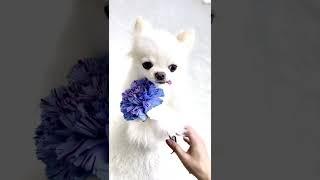 Chihuahua Loves Flowers | Chihuahua Video | Cutest Dog On Internet  #shorts #ytshorts | Paws and Fur