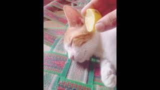 Lemon prank with my cat Raja