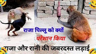 रानी राजा की लड़ाई।।Rani Raja Funny रानी हनी राजा पप्पी फनी। Monkey Rani Raja WWE Fight