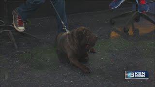 Adopt Jordy from the Kansas Humane Society