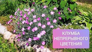 Клумба непрерывного цветения своими руками.