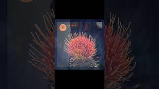 Only Bangers: Sabo - Afro Chooz