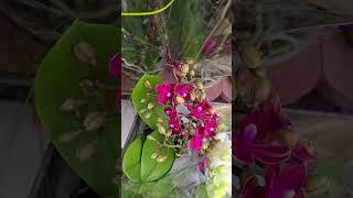 Лондон. Маркет. Мультифлоры. Орхидеи.London. Market. Multiflora. Orchids.