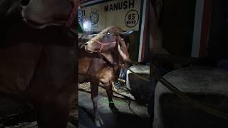 Looking Most Beautiful and Biggest Pakistani Gir Cow of Topsia in kushtia for 2025#viral #trending