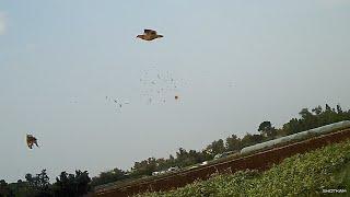 Quail Hunt Using 20 Caliber, Gemini chokes-Chasse a la Caille- صيد فري السمان-shotkam season 2022