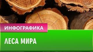 Леса мира