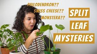 Monstera Deliciosa vs Split Leaf Philodendron - What's the Difference? A Houseplant Polemic