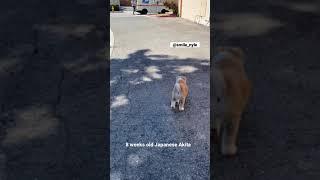 Japanese Akita Inu Puppy