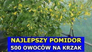 Najlepsza Odmiana Pomidora - 500 owoców na Krzak. Pomidor Megagroniasty. Polecane Odmiany Pomidorów.