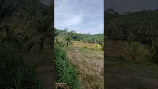 PEMANDANGAN PERSAWAHAN DI JAWA BARAT