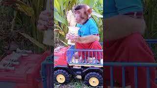 Smart and cute monkey Chita