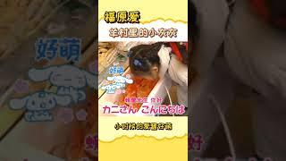 #福原爱 就像羊村里的小灰灰，在哪里都招人疼惹人爱~爱酱小时候更是超萌哒!#可爱 #萌 #乒乓球