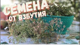 Чудо Семена От всех проблем в ЖКТ / сбор #фенхель