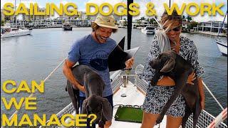 SAILING with DOGS is THE BEST EXPERIENCE | Sailing Zephyr - Ep. 172