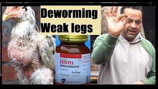 Aseel Chicks Deworming Is the best For Weak Legs Fast Growth | faisalbutt27 Murga Information