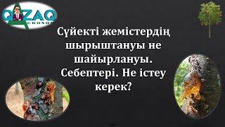 Шабдалы, Шие, Алхоры ағаштарының шайырлануы.Себептері.Шешімі #гаммоз #жеміс #камедь #шабдалы #шие