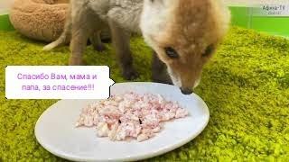 Спасение маленького лисёнка. История о том как изменилась его жизнь/Little fox rescue