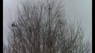 Magpie Madness, Halifax, UK