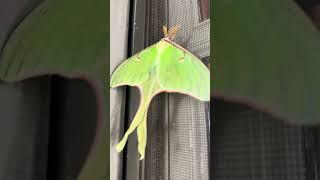 Huge Green Moth - Georgia Wild Life