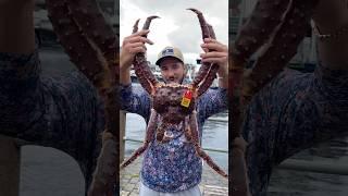 GIANT King Crab in Norway