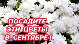 ЧТО ПОСАДИТЬ В СЕНТЯБРЕ? Посадите эти неприхотливые многолетники, которые порадуют пышным цветением!