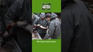 Spawning hatchery trout | Oregon Odd Jobs