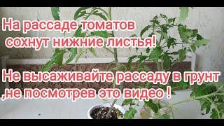 Почему у помидоров  сохнут листья? Причины,лечение.