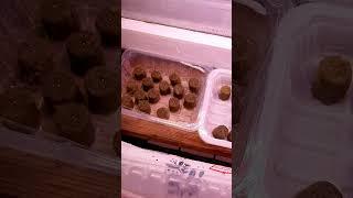Садовый сезон N°2 #сад #огород #цветы #эустома
