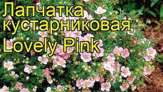 Лапчатка кустарниковая Lovely Pink. Краткий обзор, описание характеристик