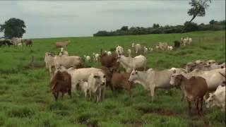 Matéria Globo Rural 14/08/2016 - A utilização de Touros Nelore PO