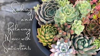 Soothing and Relaxing Music with Succulents Silent LS 3 Part 2 // Peaceful, Relaxing, Meditation.