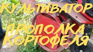 Культиватор (мотокультиватор) Pubert, прополка картофеля видео в работе!