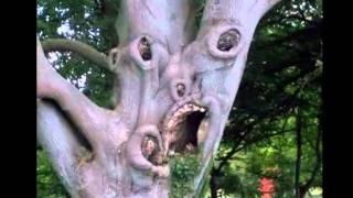 Scary Looking Tree - One Crazy Looking Scary Tree!