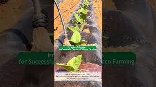 Irrigation Techniques #farmer #agriculture #farming