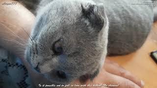 Is it possible not to fall in love with this kitten? No chances!