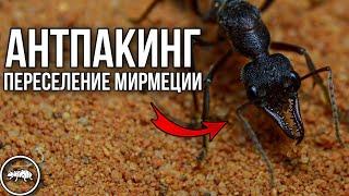 ПЕРЕСЕЛЕНИЕ МИРМЕЦИИ // РАСПАКОВКА ПОСЫЛОК // AntKeeper