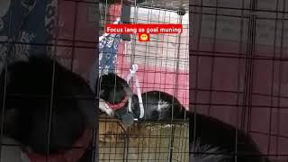 Muning #muning #cats #cat #catlover #catvideos #cutecat #cutebaby #cuteanimals #cute #pussy