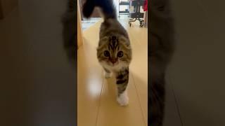 [Extra] Cute Scottish Fold kitten approaching the camera. Elle video No.E3