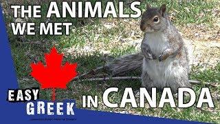 The animals we met in Canada | Super Easy Greek 13