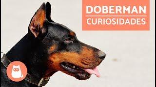 DOBERMAN pinscher - Características y adiestramiento