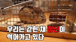 41)우리는 썩어 문드러진 치즈를 먹고있다