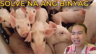 SOLD 20 PIGLETS (For JK'S CHRISTENING) | MMM