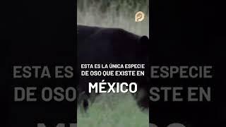 Torturan a oso negro indefenso en comunidad de Coahuila